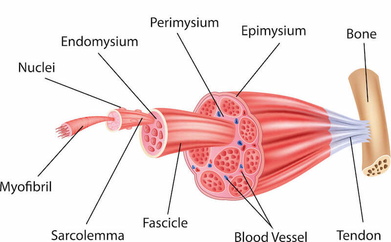 How Do Muscles Grow? 7 Stages Of Growth | Men's Fitness UK