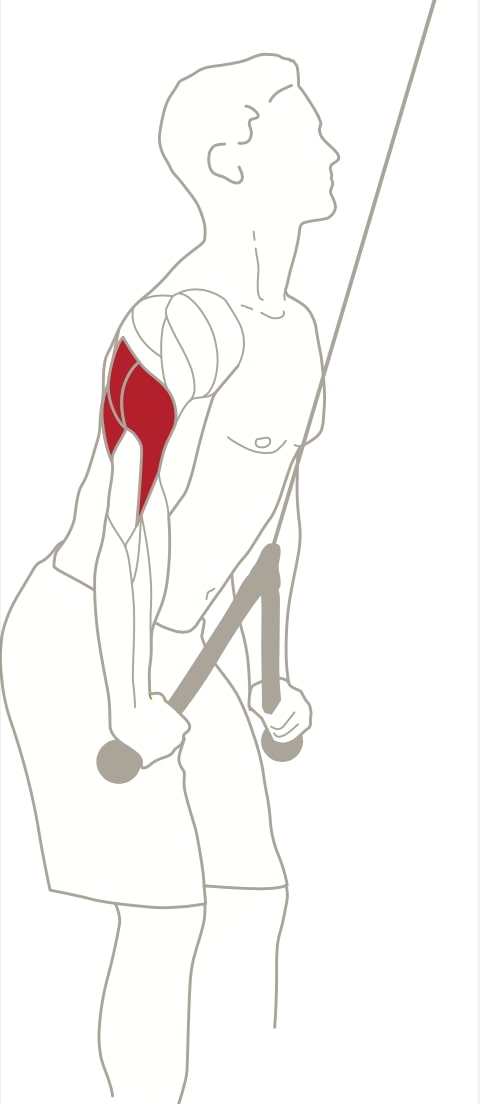 Illustration demonstrating the muscles that make up the triceps