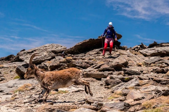 A mountain goat runs away from a climber